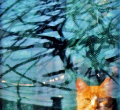 Cat In Window Reflection