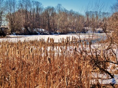 Frozen Wetlands