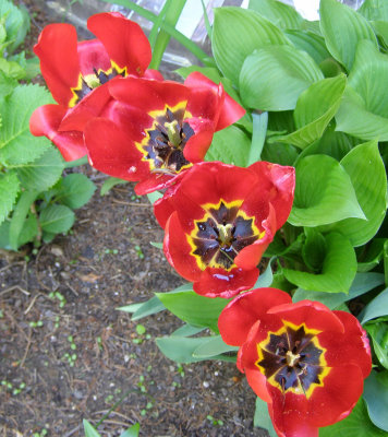 Beauty of Tulips