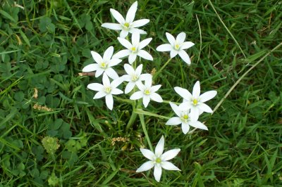 Pretty White Flowers