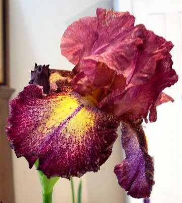 Another Favorite Iris