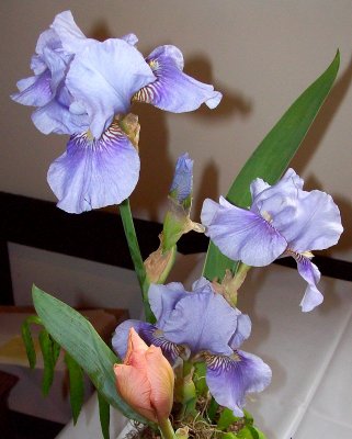 Light Blue Iris