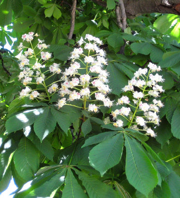 Blossoms on a Horse Chestnut Tree