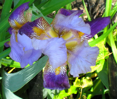 Blue Fancy Iris