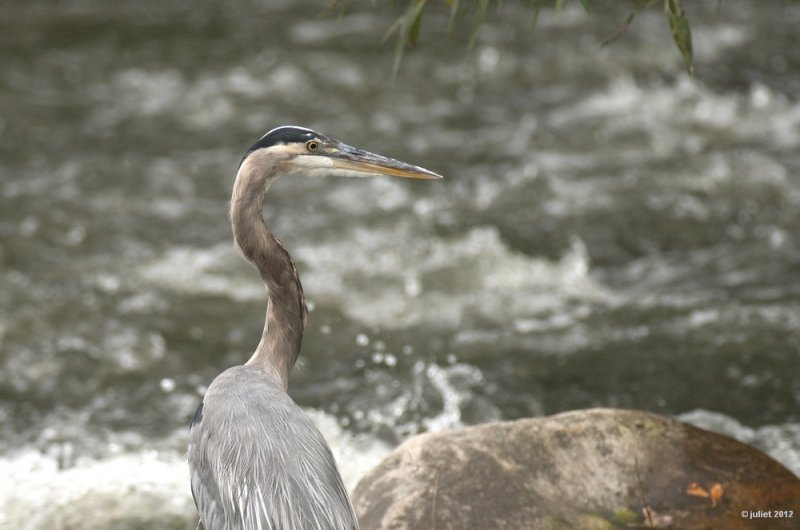 Grand hron (Great-blue heron)