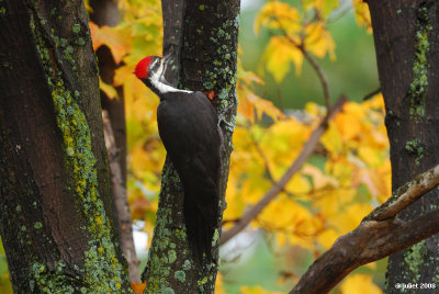 Grand Pic female (Pileated woodpecker)