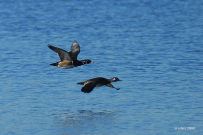 Canard branchu (Wood duck)