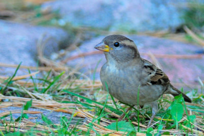 Moineau domestique (House sparrow)