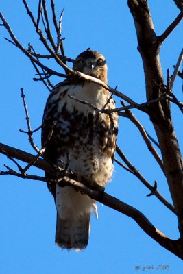 Buse  queue rousse (Red-tailed hawk)