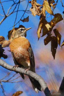 Merle d'Amrique (American robin)