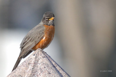 Merle d'Amrique (American robin)