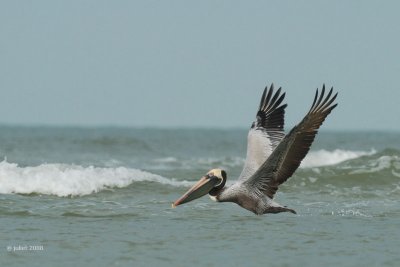 Pelican brun (Brown pelican)