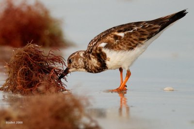 Tournepierre  collier, plumage hiver (Ruddy turnstone)