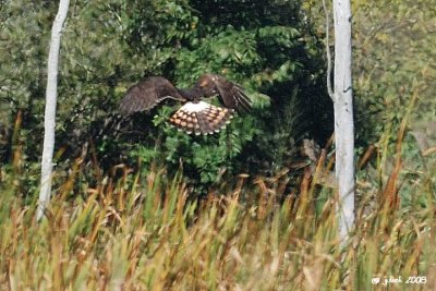 Busard des marais (Northern harrier)