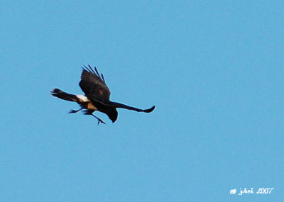 Busard des marais (Northern harrier)