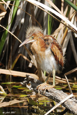 Petit blongios, juvenile (Least Bittern)