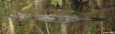 Alligator