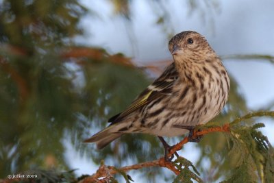 Tarin des pins (Pine siskin)