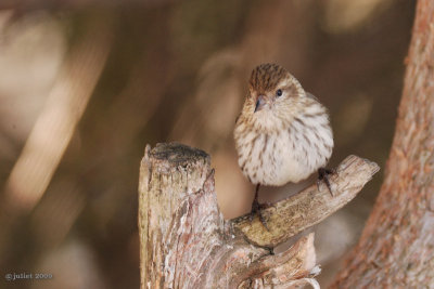 Tarin des pins (Pine siskin)