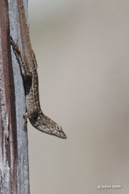 Anole (Cuban anole)