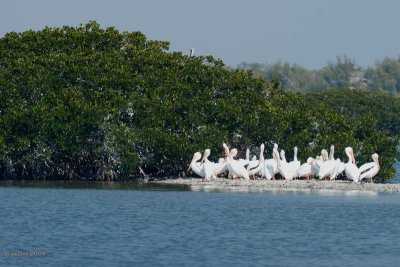 Plican blanc (White pelican)