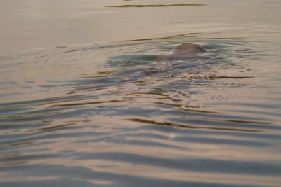 The manatee at the surface taking a breath.