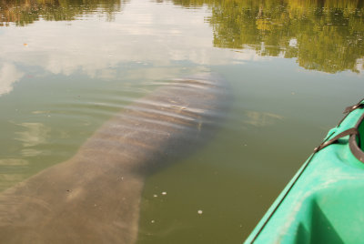 Next to the kayak. 