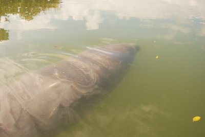 Near the kayak