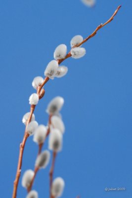 Pussy willow (catkins)