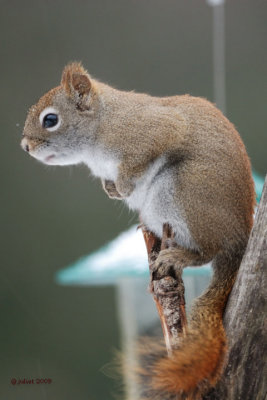 �cureuil roux (Red squirrel)