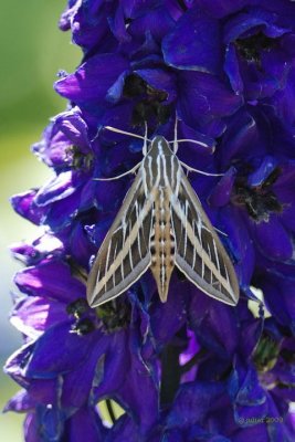 White-lined Sphinx Moth  Hyles lineata