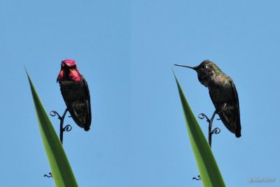 Colibri dAnna (Annas Hummingbird)