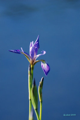 Iris (Wild Iris)
