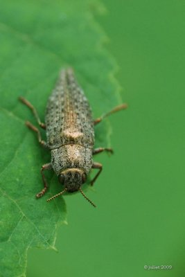 Bupreste du tremble (Metallic Wood-boring Beetle) Dicerca tenebrica