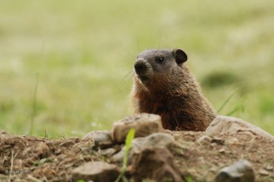 Marmotte (Groundhog)