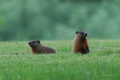 Marmotte  juvenile (Groundhog)