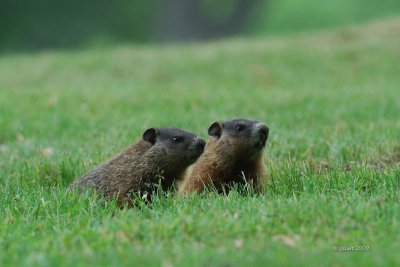 Marmotte, juvenile (Groundhog)
