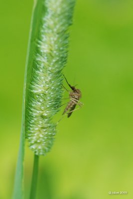 Maringouin (Mosquitoe)