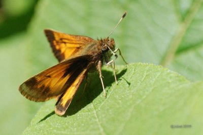 Hesprie hobomok (Hobomok Skipper) -Poanes hobomok