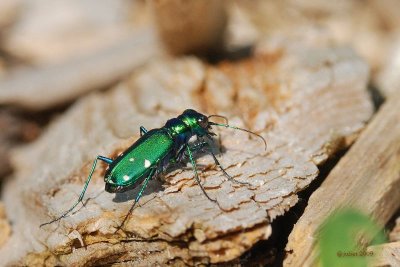 Cicindle  six points (Six-spotted Tiger beetle) - Cicindela sexguttata