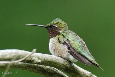 Colibri  gorge rubis (Ruby-throated hummingbird)