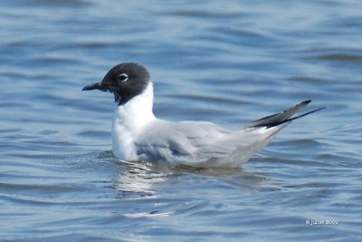 Mouette de Bonaparte (Bonaparte gull)