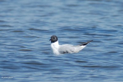 Mouette de Bonaparte (Bonaparte gull)