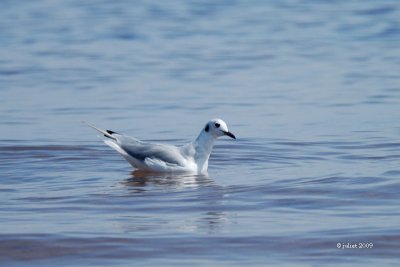 Mouette de Bonaparte (Bonaparte gull)