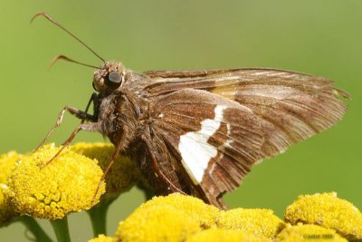 Hespérie à taches argentées (Silver-Spotted Skipper)-Epargyreus clarus-