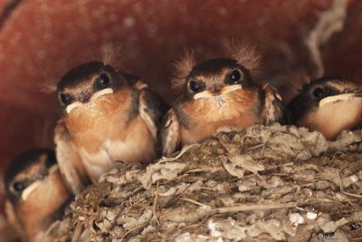 Hirondelle rustique (Barn Swallow)