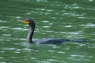 Cormoran  aigrettes (Double-crested cormorant)