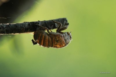 Cigale caniculaire exoskeleton  (Cicada: Dogday Harvestfly) Tibicen canicularis