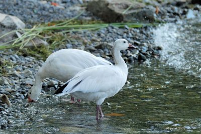 Oies des neiges (Snow geese)