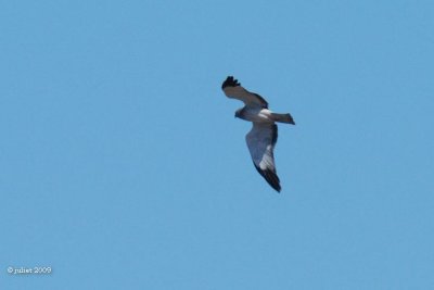 Busard des marais (Northern harrier)